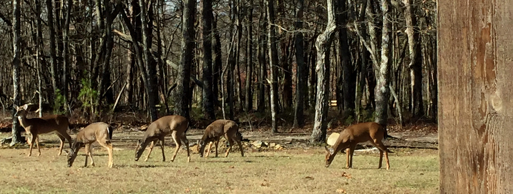 Deer at Sharp Mountain