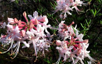 Wild Azaleas